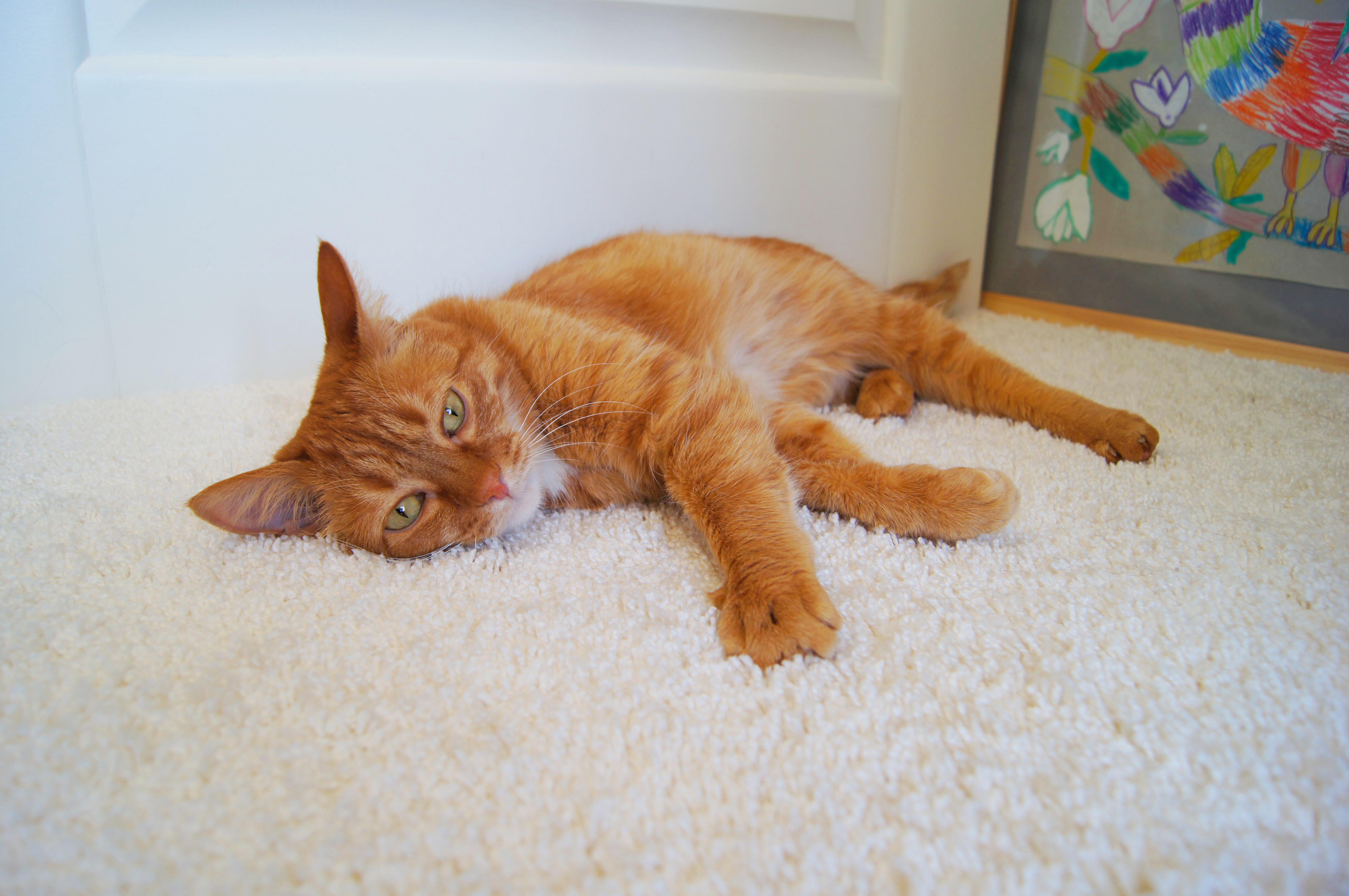 Ковролин "Зартекс" Amarena 140 бежевый (4м) — купить в Ростове-на-Дону